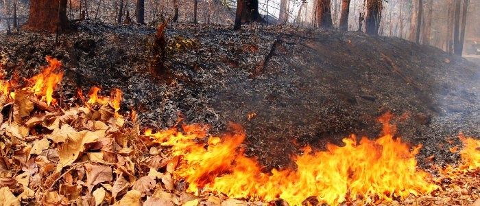 wpid-18178_incendi.jpg
