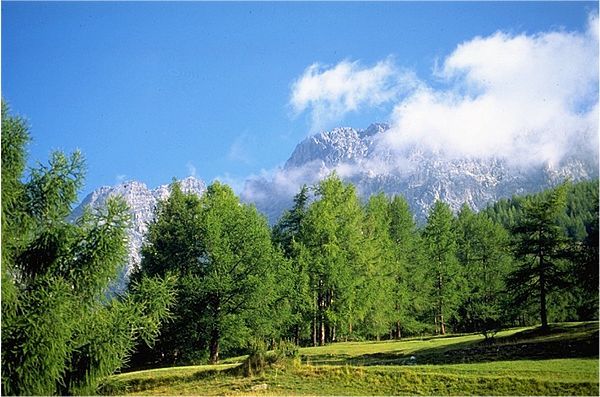 wpid-5966_BoscoLariciCristallo.jpg